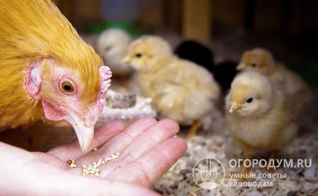 Как приготовить комбикорм для цыплят и для взрослых птиц своими руками?