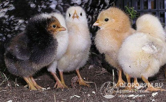 Организовать правильный режим кормления цыплят нужно с первых дней их жизни