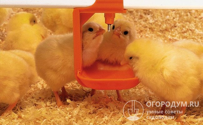Раскрываем секреты комбикормов для питания цыплят и учимся их готовить