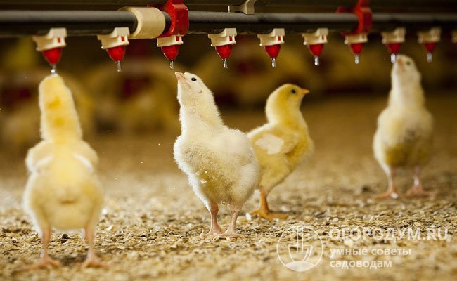 Не рекомендуется выпаивать цыплят метронидазолом с помощью ниппельных поилок, так как он быстро выпадает в осадок, что приводит к поломке устройства