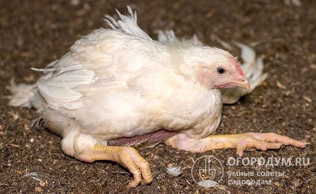 При проблемах с ногами цыпленок в первую очередь теряет двигательную активность, замедляется метаболизм и набор массы, что зачастую приводит к гибели через 1-2 недели