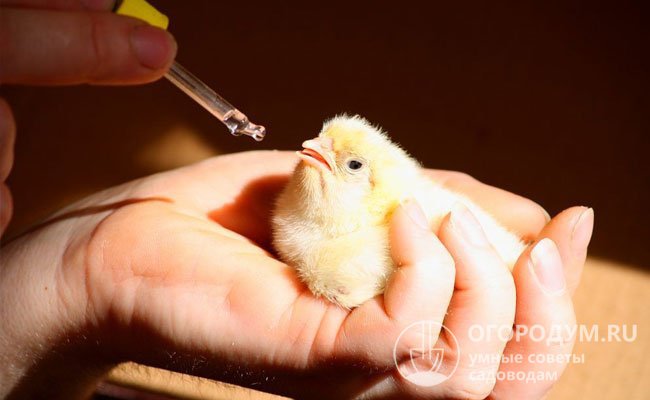 Чтобы повысить выживаемость и стимулировать полноценное развитие, птенцов советуют в первый же день пропоить антибиотиками или антивирусными препаратами