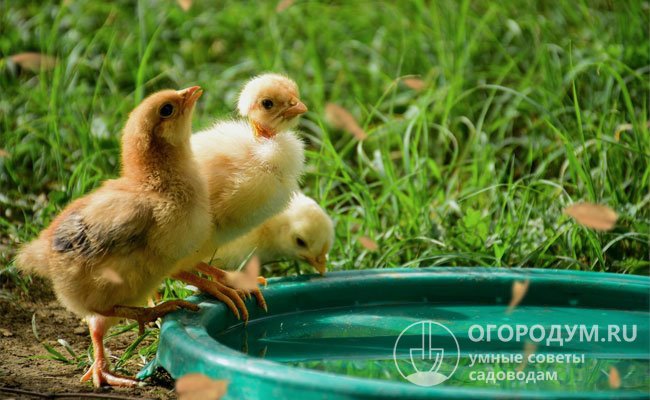 Масса тела цыпленка примерно на 70% состоит из воды (в момент появления из яйца – до 85%), снижение потребления жидкости или рост потерь влаги негативно сказываются на здоровье поголовья