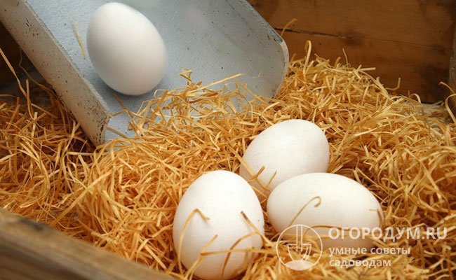 Чем скорее снесенные яйца будут заложены в инкубатор или под наседку, тем дружнее будет вывод цыплят с высокой жизнеспособностью