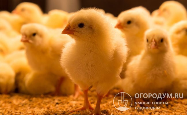 Чтобы вырастить здоровое поголовье и добиться высокой продуктивности, витамины обязательно включают в рацион птенцов с первых дней жизни