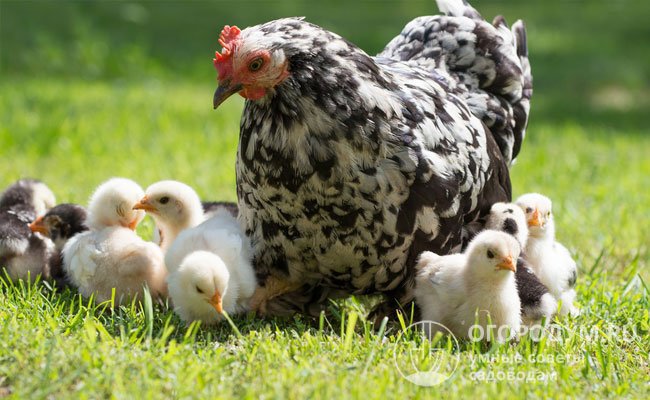 Ответственные курицы-наседки заботятся о выводке, занимаются воспитанием и защищают от потенциальных врагов