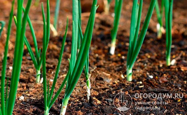 Для лучшего сохранения влаги и сдерживания роста сорняков почву на грядках можно замульчировать опилками или соломой