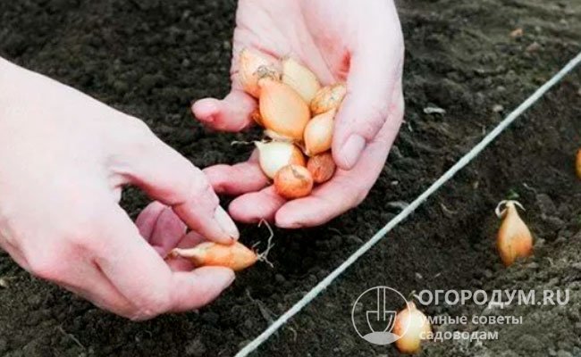 В неглубоких бороздах луковицы размещают корневой частью вниз с интервалом 10-15 см или чаще, если планируется прореживание для использования «на зелень»