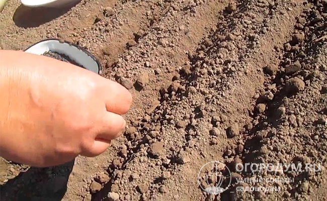Чернушку сеют не очень густо, с интервалом 4-5 см, присыпают землей, торфом или песком, гряду мульчируют
