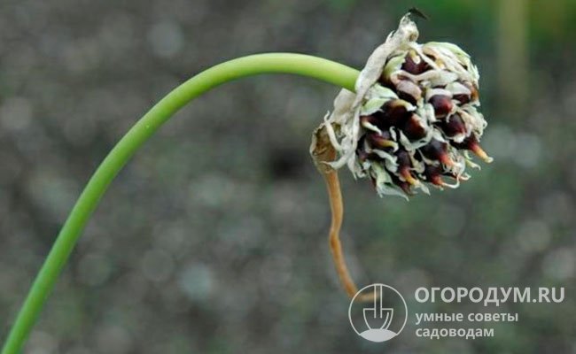 Созревшие семена выглядят также, как чернушки репчатого лука, но меньше по размерам. Их всхожесть сохраняется на протяжении 2-3 лет