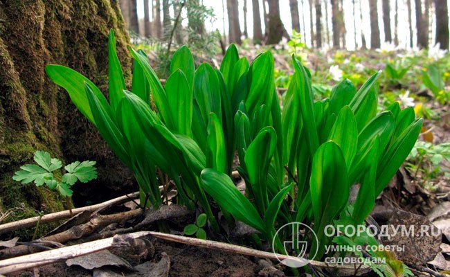 Небольшие, плоские, ярко-зеленые листья, внешне похожие на ландышевые, появляются пышными куртинами в марте – мае в зависимости от климатических и погодных условий