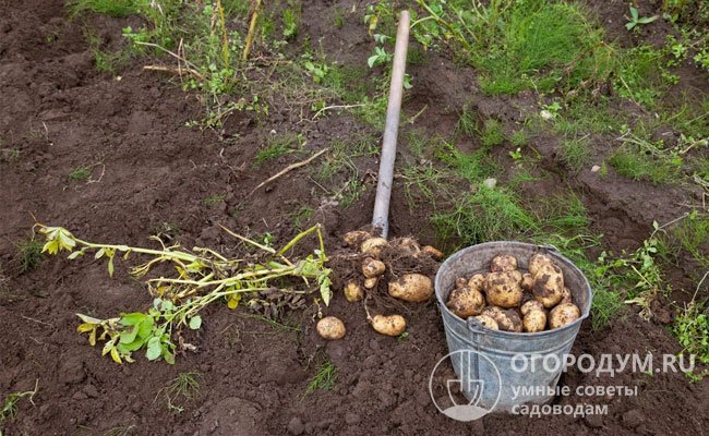 Присутствие вредителей и болезни клубней картофеля зачастую обнаруживаются только при выкопке