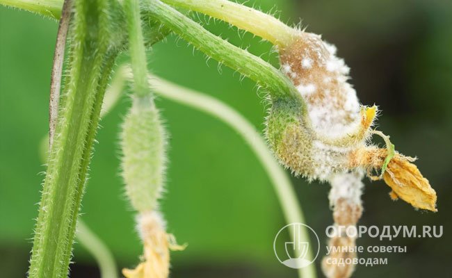 Завязи заражаются белой гнилью при соприкосновении с почвой, больным стеблем или от цветка