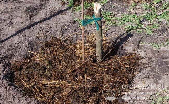 После подкормки приствольный круг мульчируют скошенной травой, торфом, соломой, перегноем и другими материалами для дополнительной защиты корневой системы от морозов