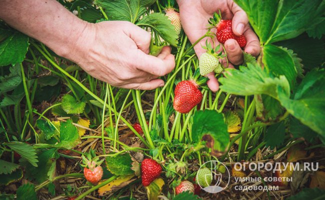 Сорта, дающие урожай ягод один раз за сезон, способны плодоносить на постоянном месте 3-4 года, а при грамотной агротехнике и дольше