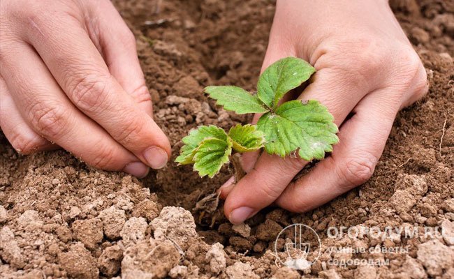 При планировании на осенний период посадки дочерних розеток почву заранее (не менее чем за 3 месяца) обогащают органикой и фосфорно-калийными удобрениями