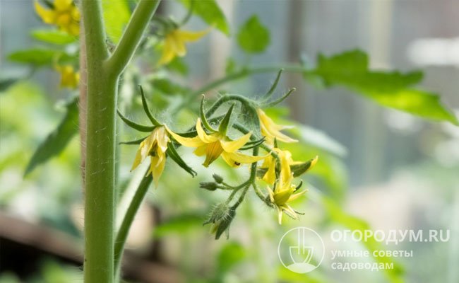 При выращивании в искусственных условиях для удобства ухода томат удерживают строго вертикально, и он не имеет возможности стелиться