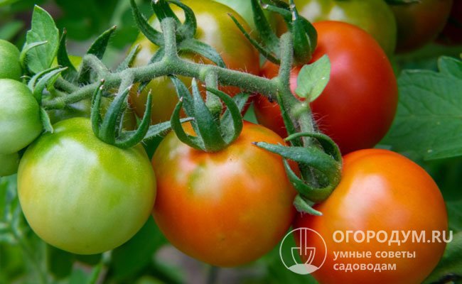 Этилен, проникающий в зеленые плоды ускоряет созревание, спелые томаты возвращают его в окружающую среду