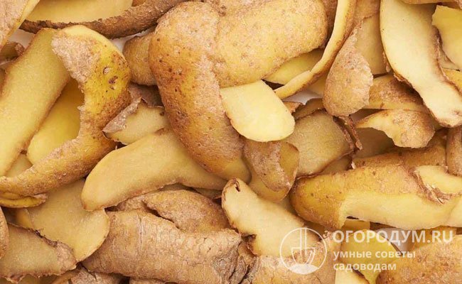 Картофельные отходы нужно выбирать только со здоровых клубней без признаков поражения грибковыми или бактериальными инфекциями