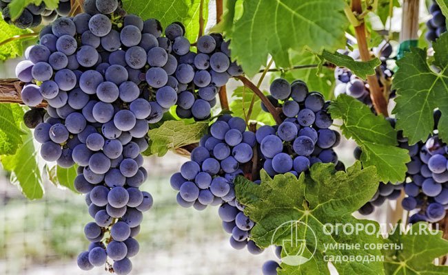 Чем подкормить виноград осенью перед укрытием на зиму: советы, видео