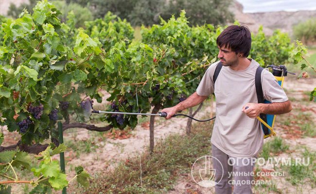 У опытных садоводов подход к подкормкам винограда носит избирательный характер, исходя из того, как каждый сорт отзывается на внесение удобрений