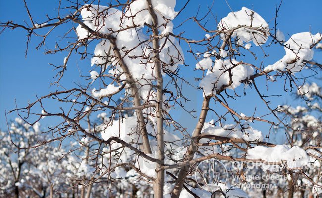 Слабые деревья плохо переносят морозные зимы – их кора лопается, ветви становятся хрупкими, легко ломаются под тяжестью снега и напором ветра