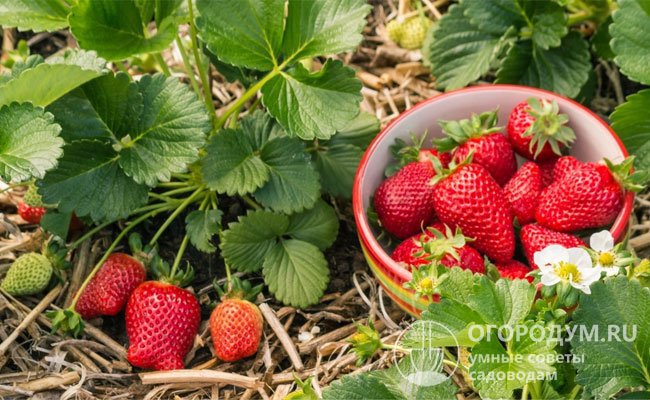 Урожайность и вкусовые качества ягод напрямую зависят от внешних условий, интенсивности ухода за растениями