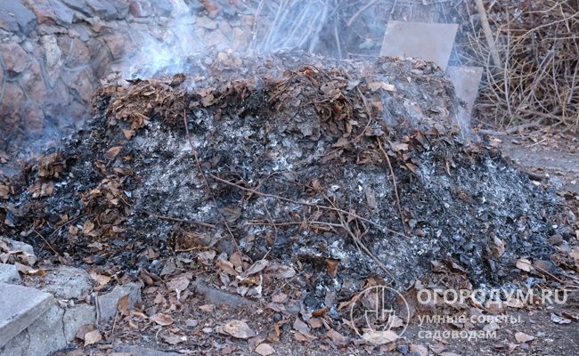 Инфицированные растения при удалении с грядки нельзя класть в компостные ямы (кучи), всю подозрительную ботву нужно вынести подальше и сжечь