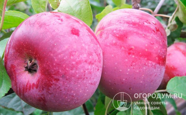 Яблоки сорта «Алеся» (на фото) не осыпаются с дерева во время созревания и становятся слаще при длительном хранении