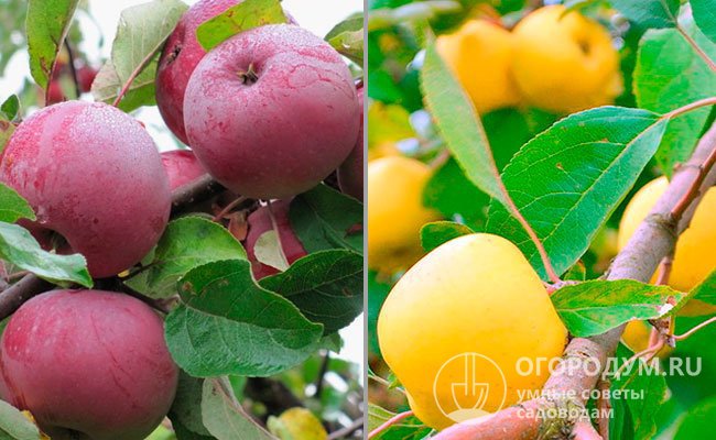 «Алеся» выведена путем скрещивания яблонь «Белорусское малиновое» и «Банановое»