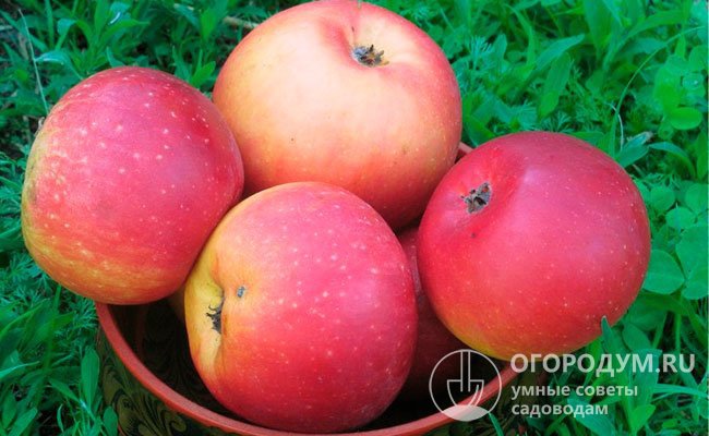 Яблоки сорта «Алеся» обладают высокой товарностью и потребительскими качествами