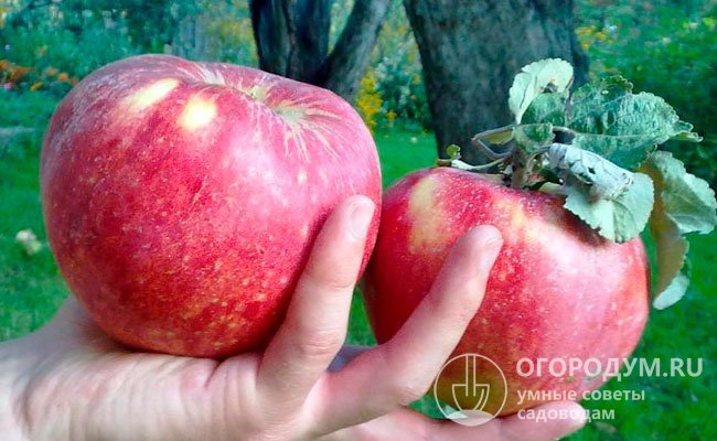 Яблоки часто называют сувенирными: их внешняя эффектность сочетается с превосходным винно-сладко-кислым вкусом, соответствующим высоким дегустационным стандартам