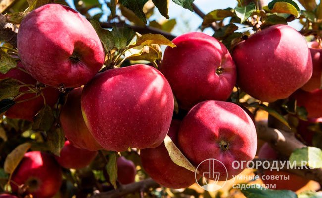 Плоды Алматинских яблонь – самые крупные (до 900 г), они сохраняют превосходные вкусовые качества вплоть до конца весны
