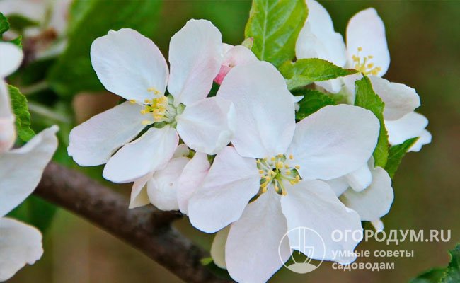 Период цветения яблони приходится на май. Цветки белого цвета, крупные (до трех сантиметров в диаметре) собраны в ароматные пышные соцветия, привлекающие пчел