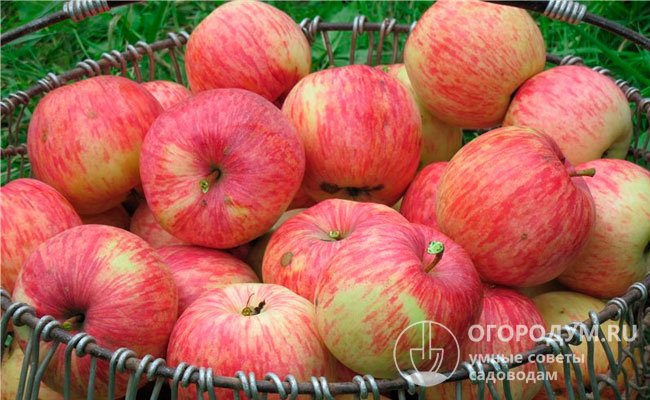Несмотря на наличие существенных недостатков, сорт остается востребованным в любительском садоводстве, так как яблоки обладают узнаваемым, очень хорошим вкусом