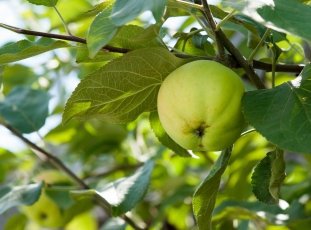 Яблоня «Чудное»: описание сорта, фото и отзывы