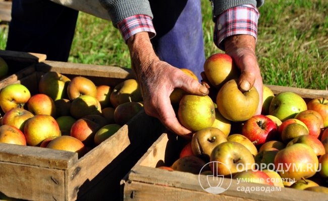 Яблоки собирают в августе, долго они не лежат, поэтому съесть или переработать их нужно в течение месяца