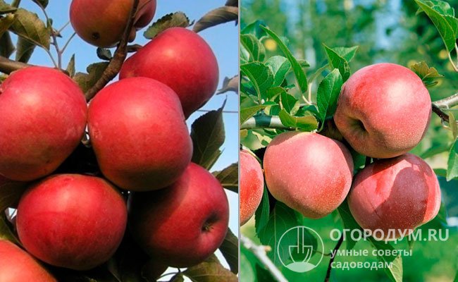 На фото – яблони «Айдаред» (слева) и «Флорина» (справа), созданные с использованием генетического материала сорта