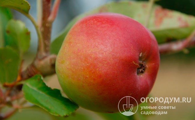 На фото – яблоня «Эзоп Шпиценбург», от которой по мнению многих специалистов в результате свободного опыления произошел сорт