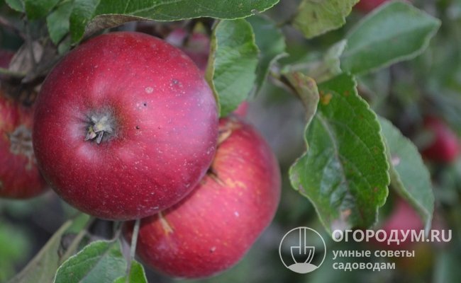 Яблоки «Джонатан» (но фото) легко узнаваемы и по внешнему виду, и по вкусовым качествам