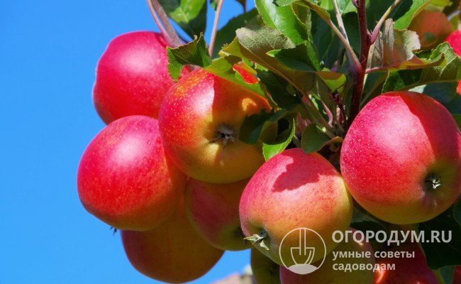Яблоки сорта «Елена» (на фото) плоскоокруглой формы, ярко окрашенные румянцем на большей части поверхности