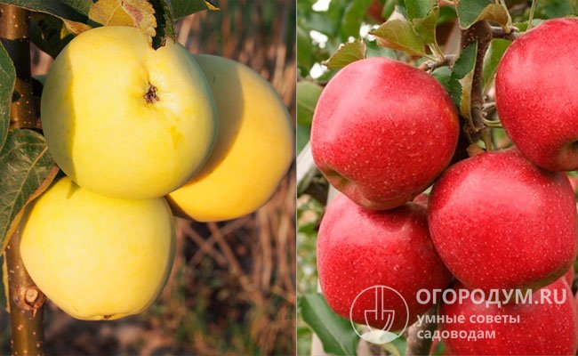 «Елена» получена в результате скрещивания яблонь «Раннее сладкое» (на фото слева) и «Дискавери» (справа)
