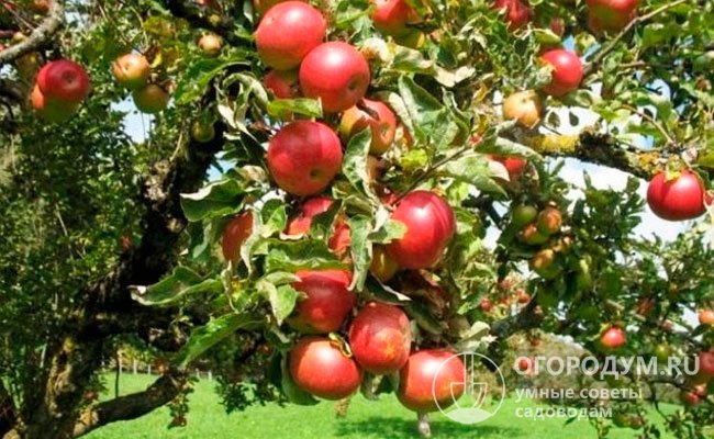 Яблоки сорта «Елена» важно вовремя собрать с дерева, чтобы они не осыпались