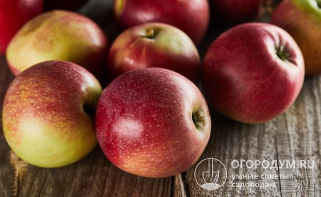 Яблоки сорта «Елена» отличаются высокой товарностью, так как имеют практически одинаковые размеры, правильную форму, красивый и аппетитный внешний вид