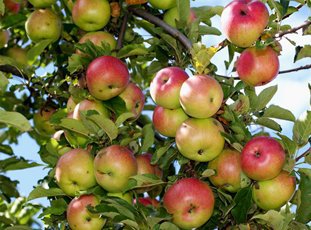 Яблоня «Яблочный спас»: описание сорта, фото и отзывы