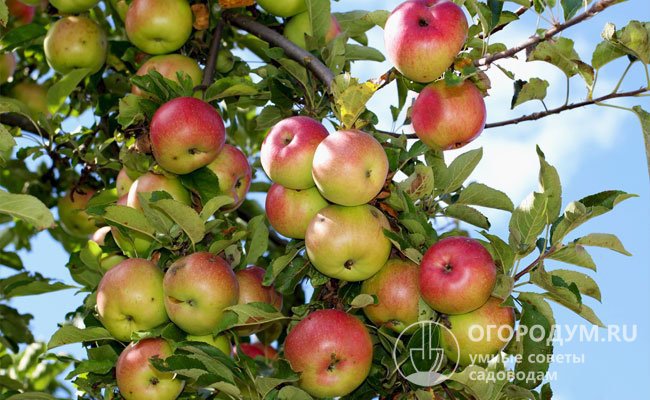 Сорт назван в честь большого церковного праздника Преображения Господня, именуемого в народе Яблочным спасом, накануне которого красивые румяные яблочки достигают своей спелости