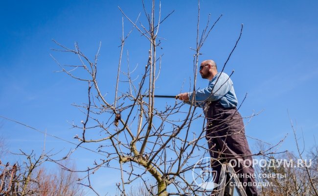 Взрослые яблони могут вырастать до 10-14 м, но опытные садоводы рекомендуют поддерживать высоту на уровне 5-7 м при помощи ежегодной обрезки