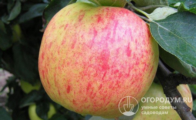 Внешний вид яблок оценивается на 4,4 балла из 5