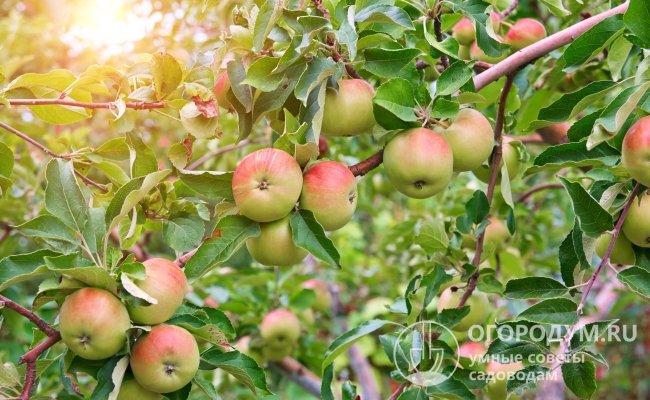 Сорт яблони «Женева Эрли» (на фото) отличается сверхранними сроками созревания плодов, высокой и регулярной урожайностью