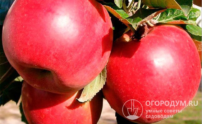 Яблоки обладают высокой товарностью благодаря привлекательному внешнему виду и практически одинаковым размерам